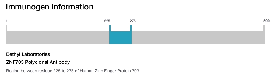ZNF703 Polyclonal Antibody