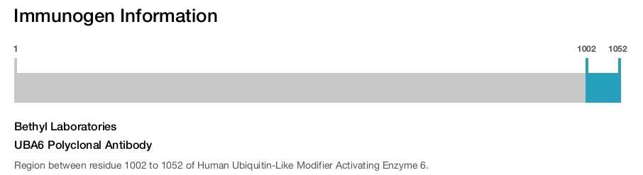 UBA6 Polyclonal Antibody