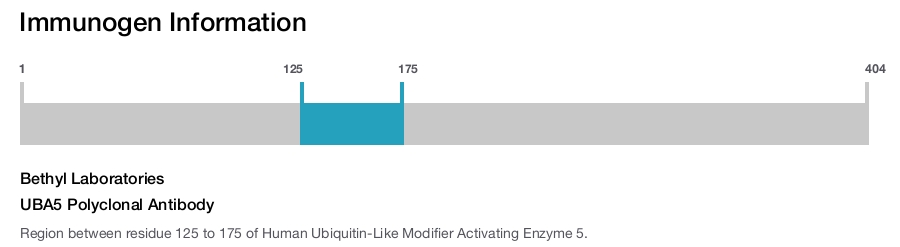 UBA5 Polyclonal Antibody