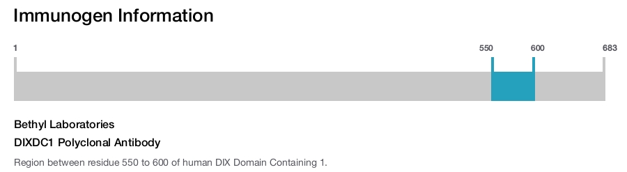 DIXDC1 Polyclonal Antibody