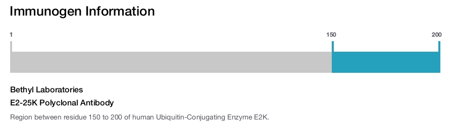 E2-25K Polyclonal Antibody
