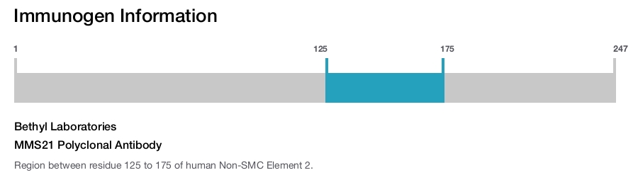 MMS21 Polyclonal Antibody