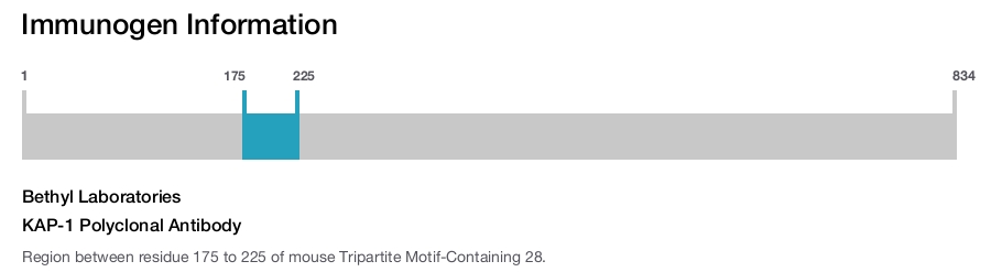 KAP-1 Polyclonal Antibody