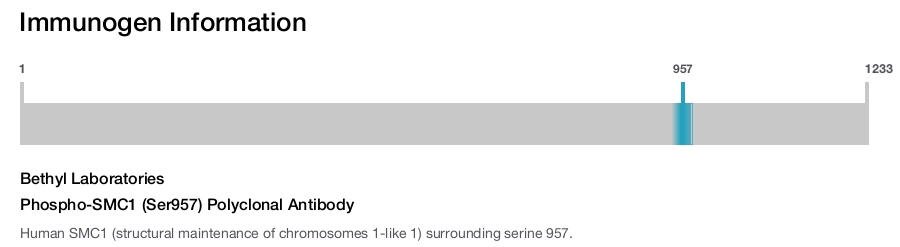 Phospho-SMC1 (Ser957) Polyclonal Antibody