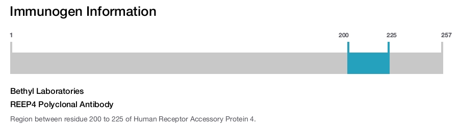 REEP4 Polyclonal Antibody