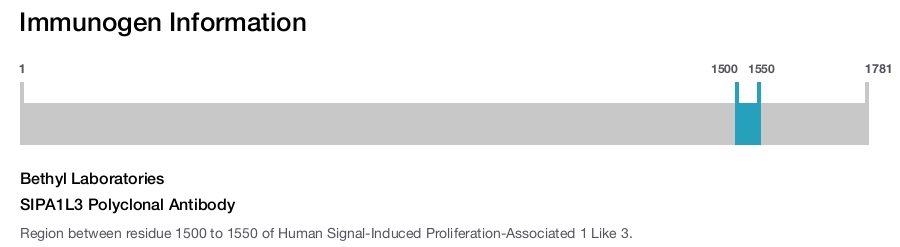 SIPA1L3 Polyclonal Antibody