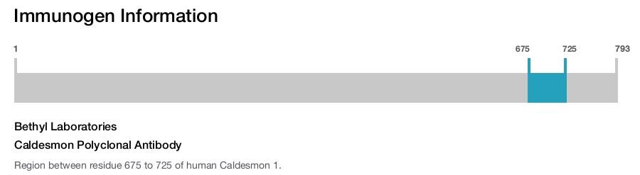 Caldesmon Polyclonal Antibody