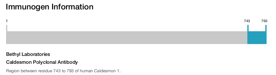 Caldesmon Polyclonal Antibody