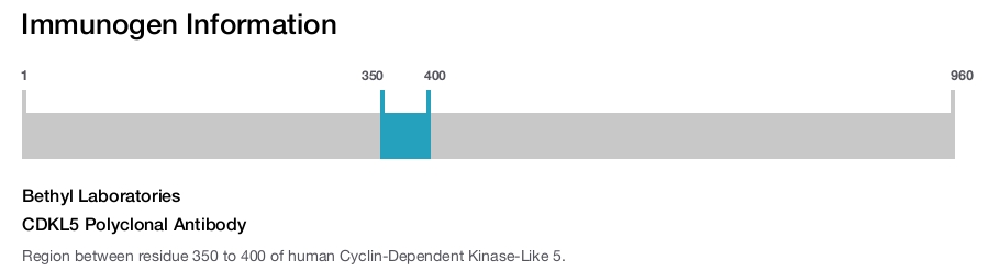 CDKL5 Polyclonal Antibody