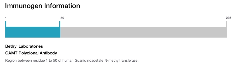GAMT Polyclonal Antibody