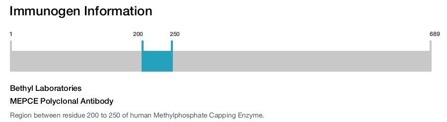 MEPCE Polyclonal Antibody