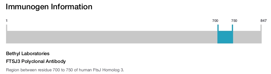 FTSJ3 Polyclonal Antibody