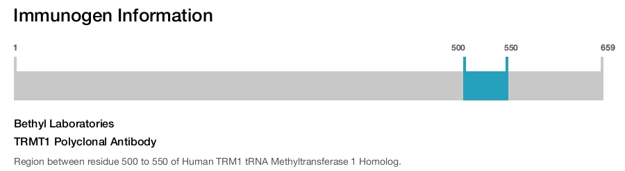 TRMT1 Polyclonal Antibody