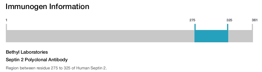 Septin 2 Polyclonal Antibody