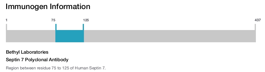 Septin 7 Polyclonal Antibody