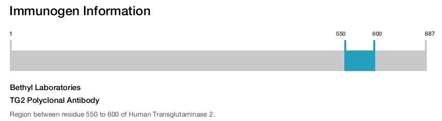 TG2 Polyclonal Antibody