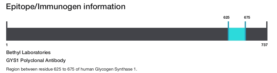GYS1 Polyclonal Antibody