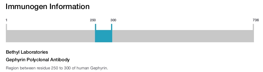 Gephyrin Polyclonal Antibody