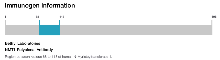 NMT1 Polyclonal Antibody