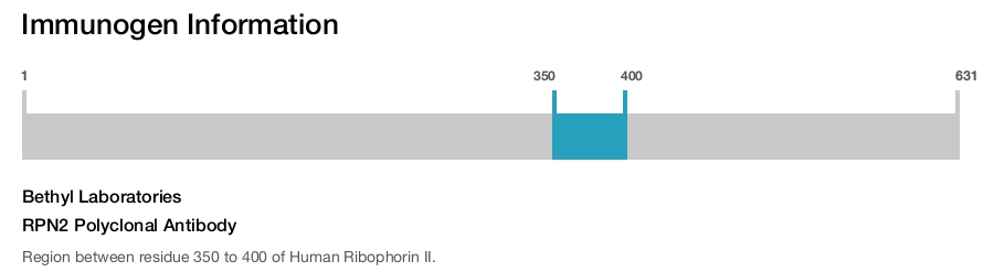 RPN2 Polyclonal Antibody