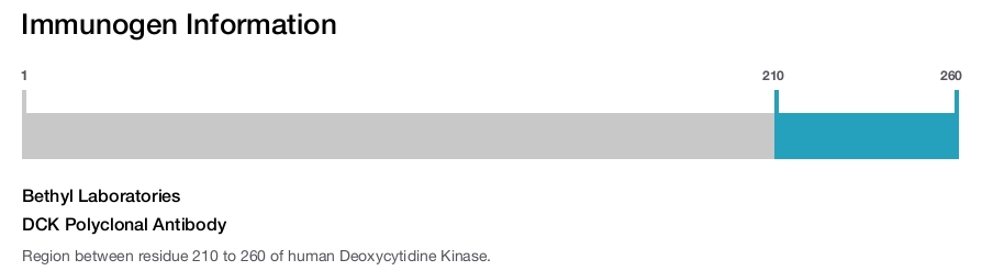 DCK Polyclonal Antibody