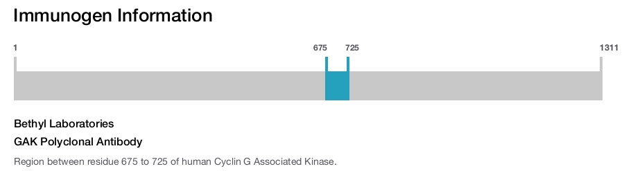 GAK Polyclonal Antibody