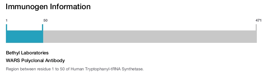 WARS Polyclonal Antibody