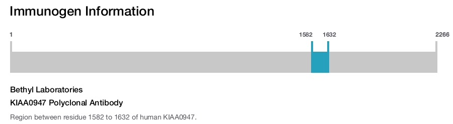 KIAA0947 Polyclonal Antibody