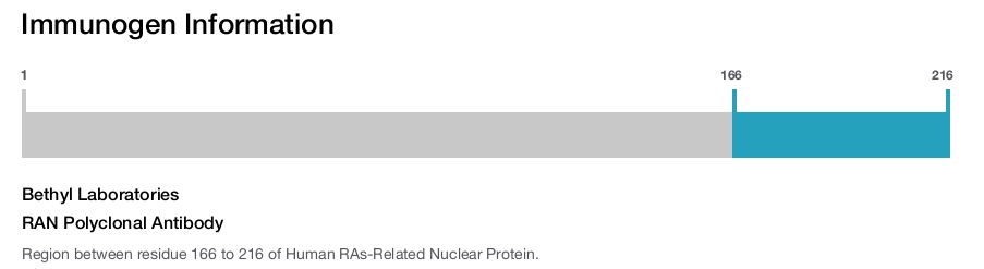 RAN Polyclonal Antibody