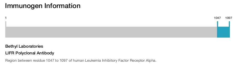 LIFR Polyclonal Antibody