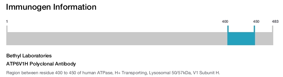 ATP6V1H Polyclonal Antibody