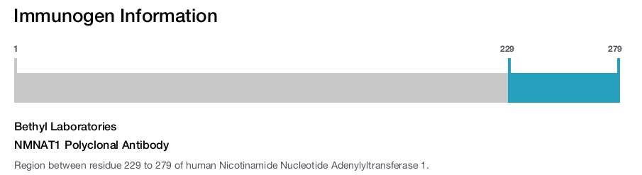 NMNAT1 Polyclonal Antibody