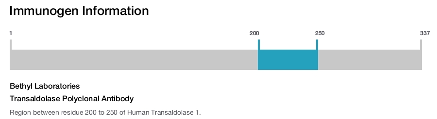 Transaldolase Polyclonal Antibody