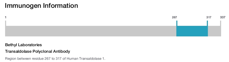 Transaldolase Polyclonal Antibody