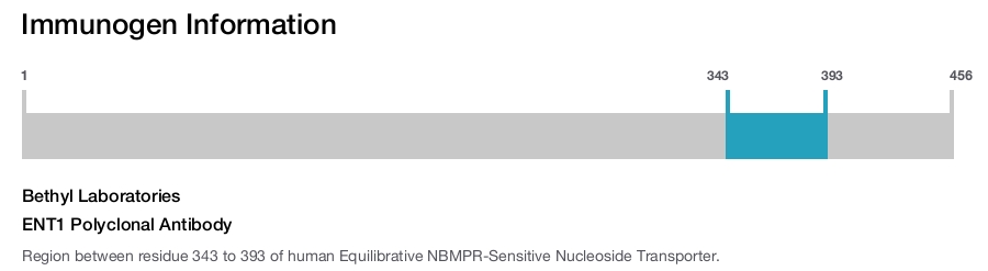 ENT1 Polyclonal Antibody