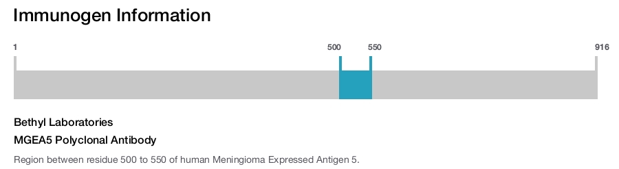 MGEA5 Polyclonal Antibody