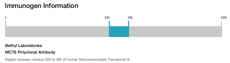 MCT8 Polyclonal Antibody