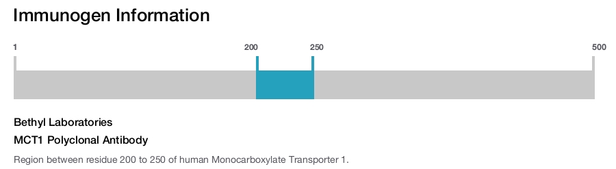 MCT1 Polyclonal Antibody