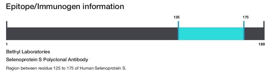 Selenoprotein S Polyclonal Antibody