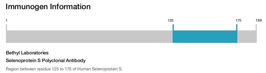 Selenoprotein S Polyclonal Antibody