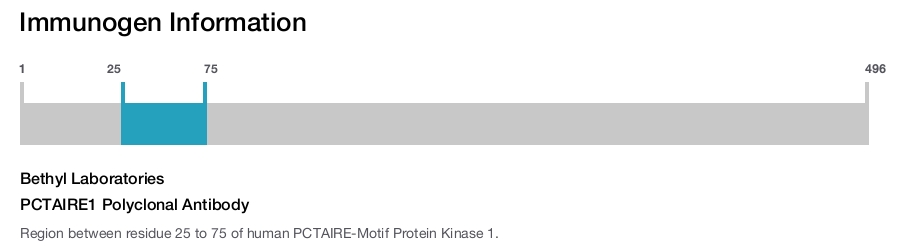 PCTAIRE1 Polyclonal Antibody