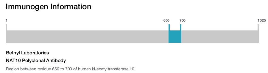NAT10 Polyclonal Antibody