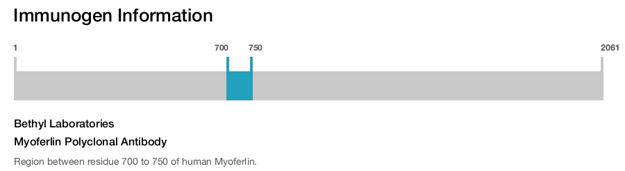 Myoferlin Polyclonal Antibody
