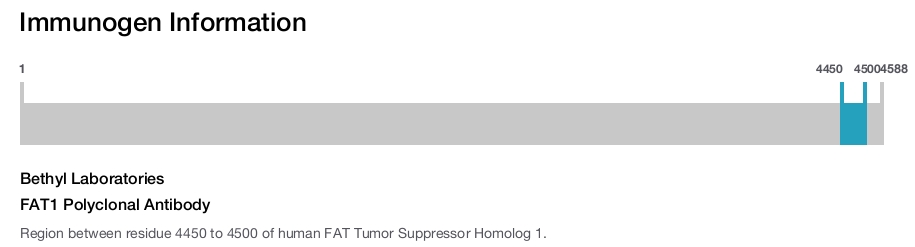 FAT1 Polyclonal Antibody