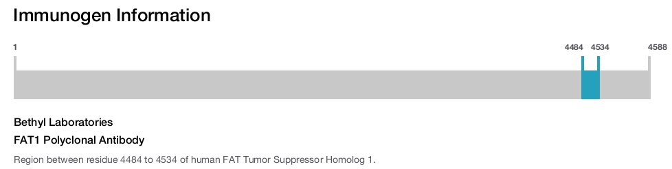 FAT1 Polyclonal Antibody