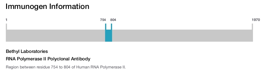 RNA Polymerase II Polyclonal Antibody