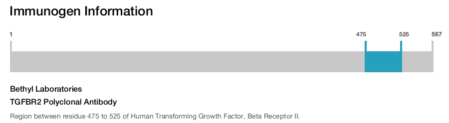 TGFBR2 Polyclonal Antibody