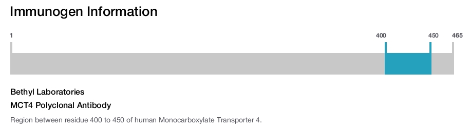 MCT4 Polyclonal Antibody