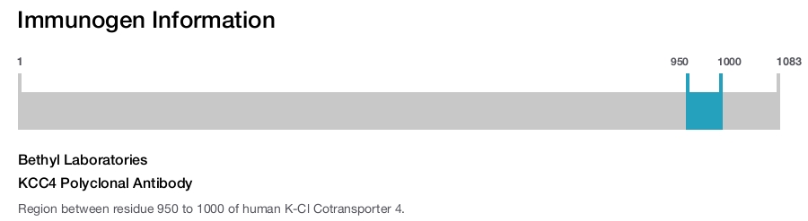 KCC4 Polyclonal Antibody