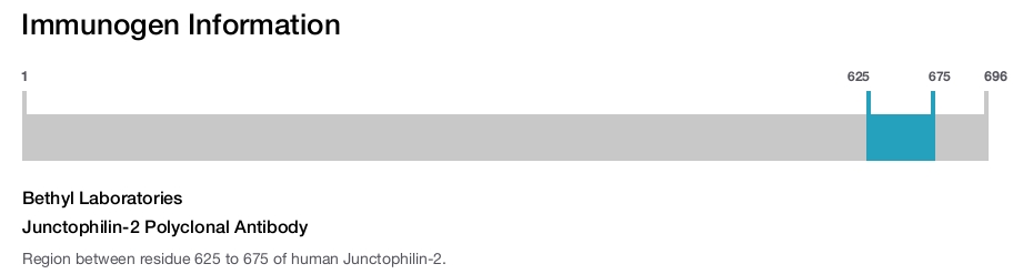 Junctophilin-2 Polyclonal Antibody